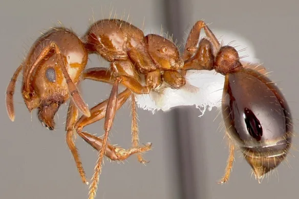 Il nous en coûtera pour garder les fourmis de feu rouges importées à distance, et cela nous coûtera encore plus cher si nous ne le faisons pas. 