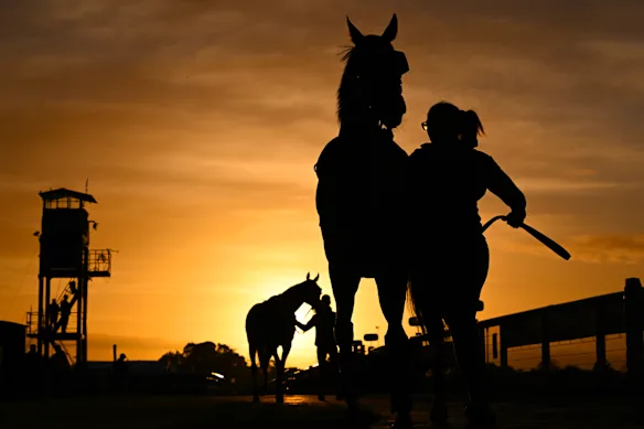 Les coureurs de la Caulfield Cup formés par Chris Waller, Asterix (devant) et Valiant King, défilant avant une séance de travail sur piste à Caulfield.